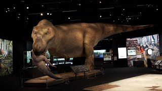 SUE The T Rex Experience Roars Into Denver [upl. by Jennings]