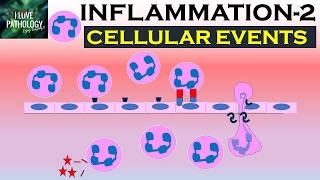 INFLAMMATION Part 2 Cellular Events Leukocyte Recruitment [upl. by Lyell92]