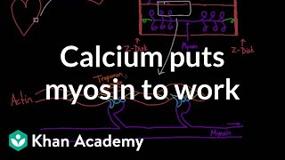 Calcium puts myosin to work  Circulatory system physiology  NCLEXRN  Khan Academy [upl. by Glennon]