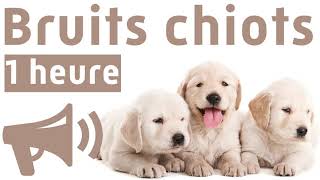 Bruits Pour Chiots Compilation 1 heure [upl. by Zetnom]