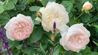 David Austin Roses Lichfield Angel Eglantyne Evelyn amp RoseMarie [upl. by Raimondo]