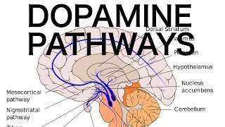 Dopamine Pathways Antipsychotics and EPS [upl. by Agler]