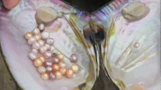 How Honora Freshwater Pearls Are Grown [upl. by Suriaj919]