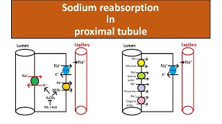 Sodium reabsorption in proximal tubule [upl. by Otcefrep511]