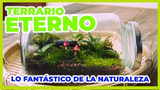 TERRARIO ETERNO  ECOSISTEMA AUTO SUSTENTABLE [upl. by Annoed]