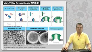 114 EL SISTEMA DE COMPLEMENTO Y SUS RECEPTORES [upl. by Adikam551]