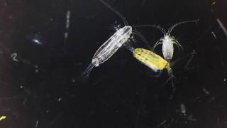 Copepods [upl. by Nilecoj]