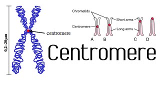 Centromere and kinetochore  chromosome structure and function [upl. by Jansson147]