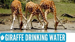 GIRAFFE DRINKING WATER  Amazing wildlife [upl. by Stag]