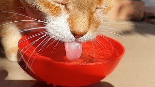 How Cats Drink Water Slow Motion [upl. by Ferdinande]