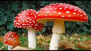 Introduction to Mycology [upl. by Cohligan345]