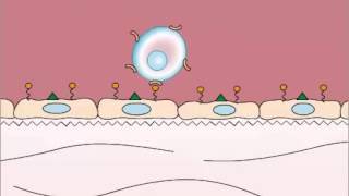 Adhesion in Leukocyte Extravasation [upl. by Eivad]