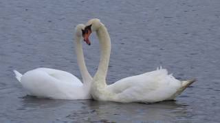 Swans reunite Love is in the air  Lough Talt PART 2 [upl. by Yemirej]