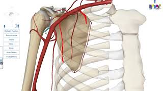 Conseils Santé  Vidéo 1  La Bronchiolite [upl. by Lienhard775]