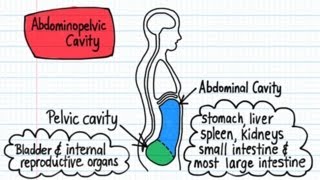 Body Cavities  Drawn amp Defined [upl. by Alyosha]