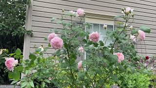 David Austin Roses Eglantyne in a 10 gallon pot [upl. by Necaj]