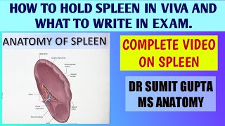 SPLEEN  ANATOMY [upl. by Atekihs]