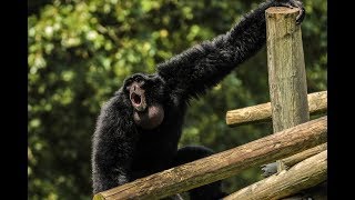 Siamang Call [upl. by Larochelle]