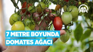 7 metre boyunda domates ağacı [upl. by Nelyag]