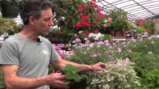 Growing Scented Geraniums In Containers [upl. by Cnahc163]