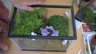 Como hacer un terrario how to make a terrarium  EcoDaisy [upl. by Llebyram477]