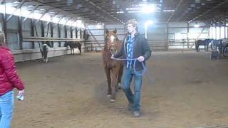 Vet Clinic Hind End Lameness [upl. by Abih]