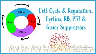 Cell Cycle amp Regulation Mitosis Cyclins RB P53 amp Tumor Suppressors USMLE Esssentials [upl. by Favien]