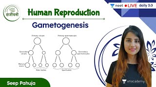 Gametogenesis  Human Reproduction  L5  NEET 202223  Seep Pahuja [upl. by Suzanna640]