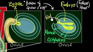 Fertilisation zygote embryo germination  How do organisms reproduce  Biology  Khan Academy [upl. by Nywra]