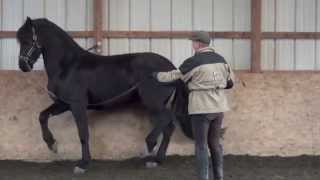 Piaffe training with David Donnelly at French Light Dressage [upl. by Marienthal]