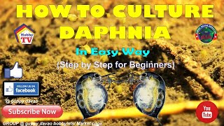 HOW TO CULTURE DAPHNIA In Easy Way [upl. by Lemrej]