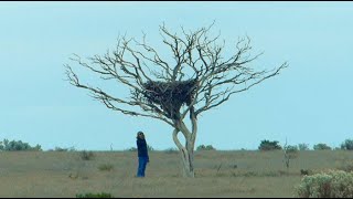 Nullarbor Wedgetailed Eagle Nest [upl. by Amatruda]