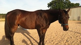 How to Identify Lameness [upl. by Leahcim]