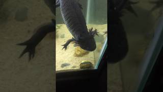 Giant Axolotl swimming Wild type Axolotl [upl. by Pearl]