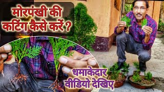 मोरपंखी की कटिंग्स लगाने का धमकेदार तरीका आपने आज तक नहीं देखा होगा  Unique Thuja Cutting method [upl. by Trebmer796]