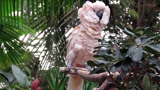 Moluccan Cockatoo Puffing Out its Feathers [upl. by Schug835]