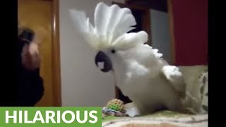 Cockatoo engages in hilarious argument with owner [upl. by Sholley]