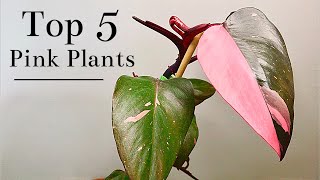 Top 5 Pink Plants [upl. by Rhpotsirhc406]