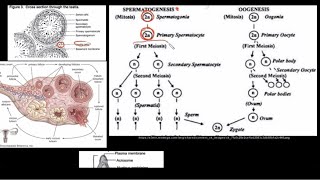 Grade 12 Life Sciences Human Reproduction Part 2 [upl. by Otecina]