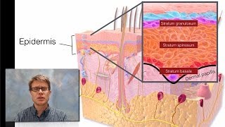 Integumentary System [upl. by Garold]