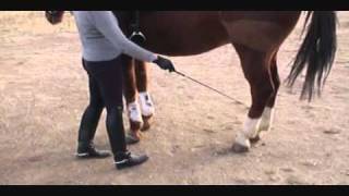 How to Teach a Horse Piaffe Part I [upl. by Lantz]