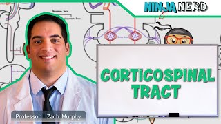 Neurology  Descending Tracts Corticospinal Tract [upl. by Akiemahs]