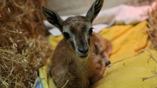 Cute baby Thompsons gazelle handreared [upl. by Inej]