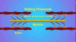 5 Details of ActinMyosin Crosslinking [upl. by Nelon]