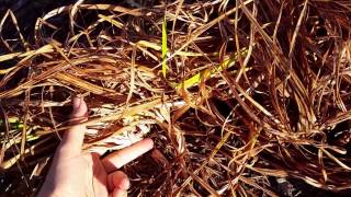 How to Cut Back Daylilies in Fall [upl. by Blinny]