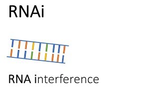 RNAi  RNA interference [upl. by Euqilegna]