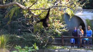 Gibbon swinging through the trees very fast [upl. by Ainerbas774]