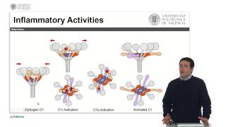El Sistema del Complemento La Vía Clásica Activación   UPV [upl. by Nanerb938]