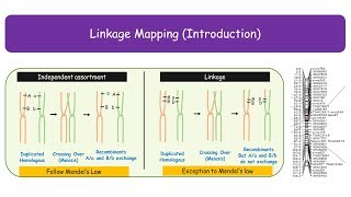 Linkage Mapping Genetic Mapping Animated [upl. by Ailimaj695]