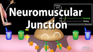 Neuromuscular Junction Animation [upl. by Trinee349]